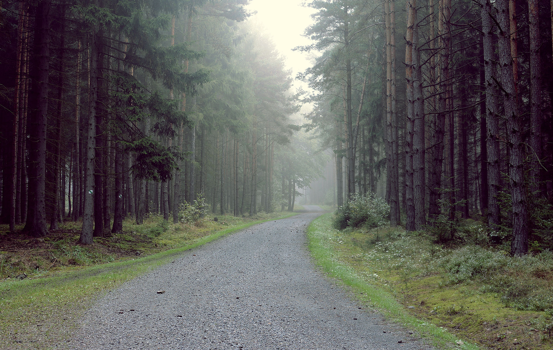 Gravel road into the forest